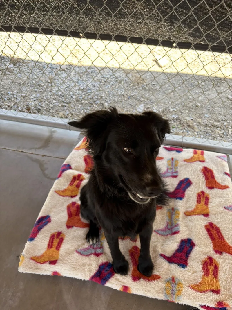A young medium-sized male Mixed Breed dog named Willy for adoption in Emmett, ID