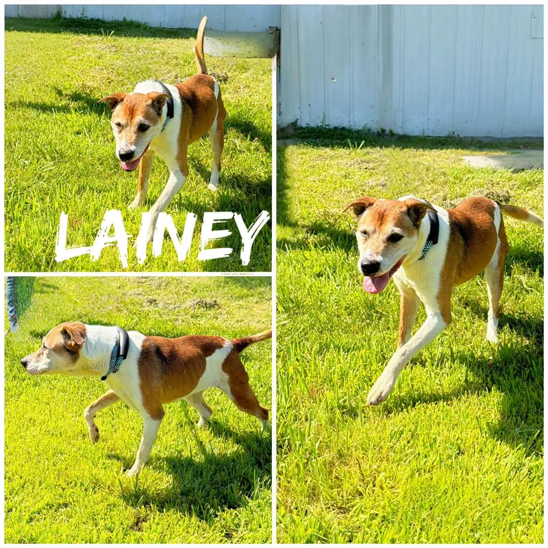 A senior medium-sized female Brown / Chocolate Hound dog named Lainey for adoption in Saint James, MO