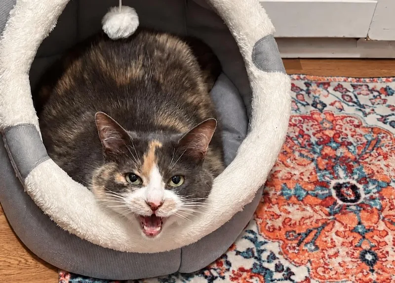 An adult medium-sized female Calico cat named Molly for adoption in Dayville, CT