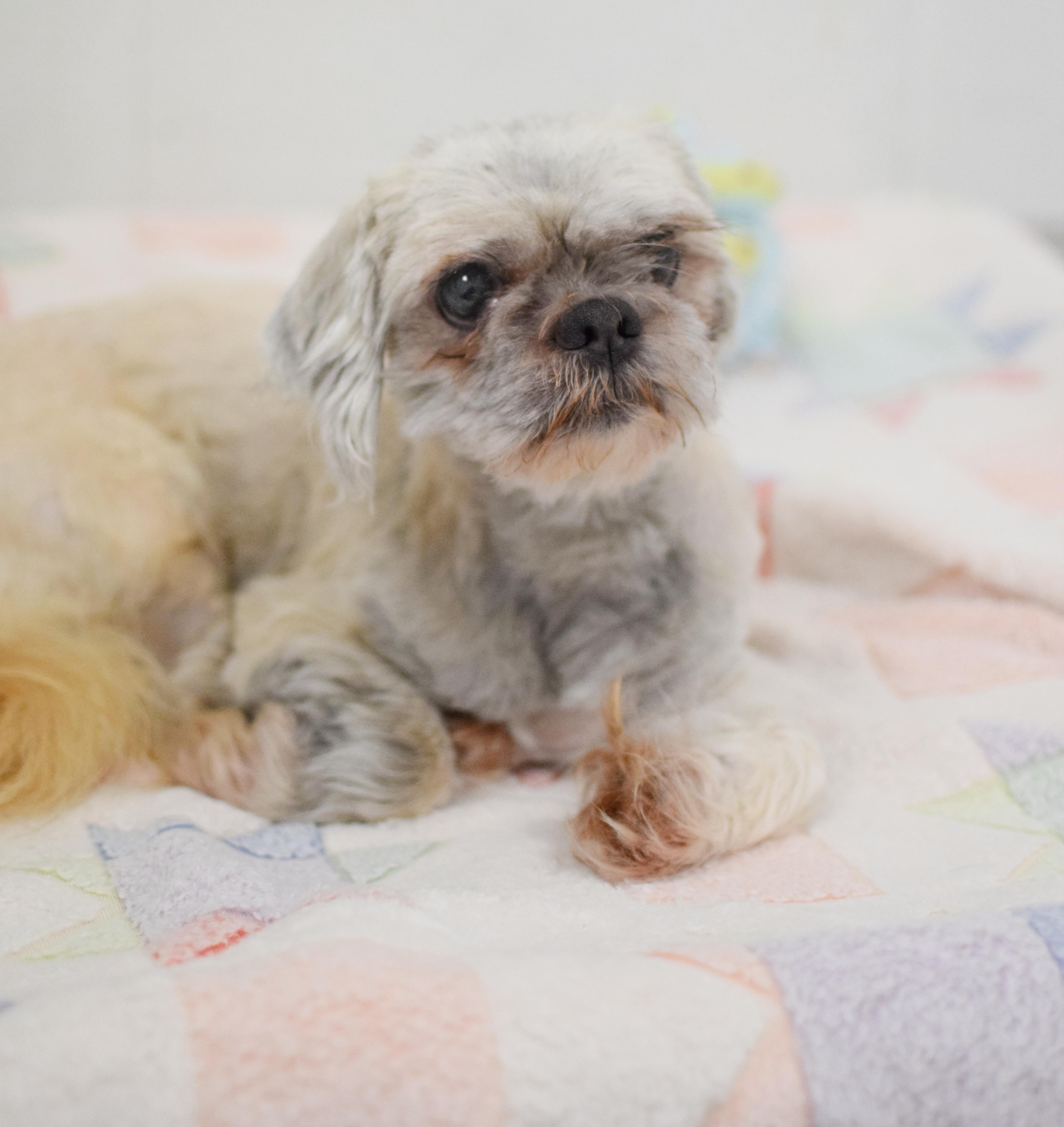 An adult small-sized male Apricot / Beige Shih Tzu dog named Bob for adoption in Pontiac, MI
