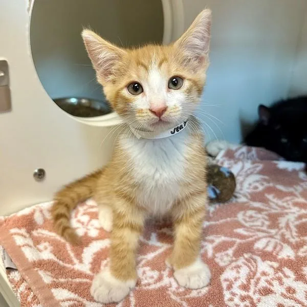A baby small-sized male Domestic Short Hair cat named Seabass for adoption in Walnut Creek, CA