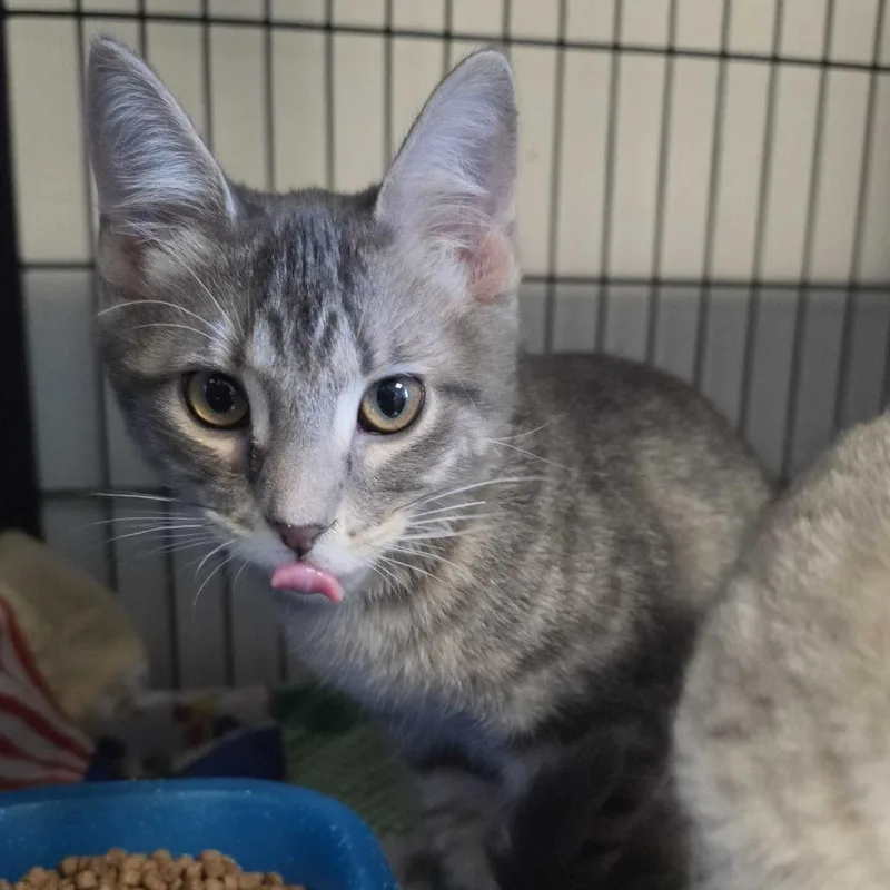 A baby small-sized male Domestic Short Hair cat named Woody for adoption in Davenport, IA