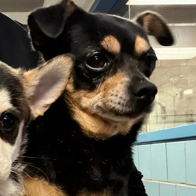 A baby small-sized male Chihuahua dog named Ghosty for adoption in Northbrook, IL