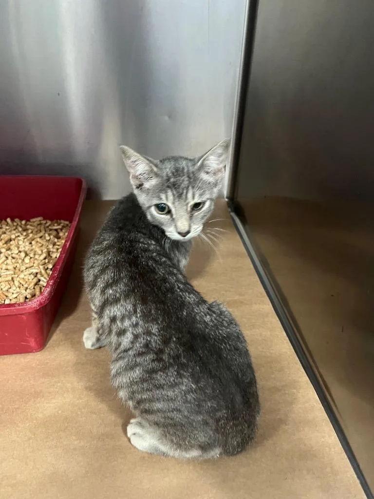 A baby large-sized male Domestic Short Hair cat named Fortune for adoption in Cartersville , GA