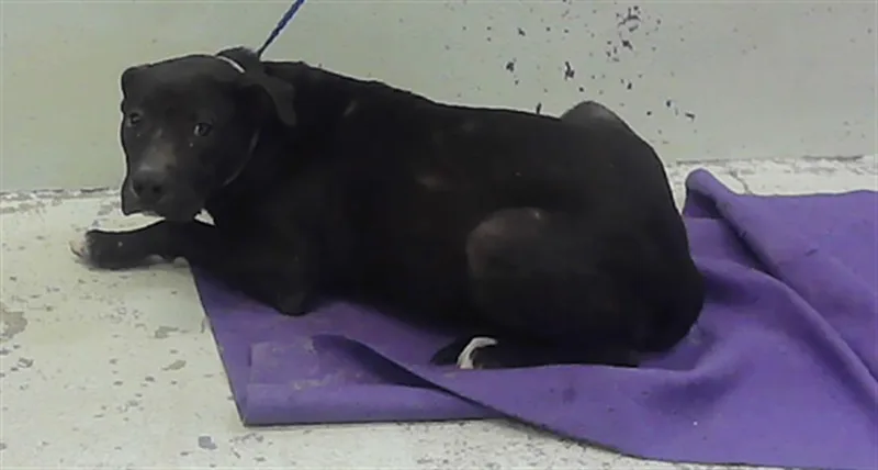 A young medium-sized male Staffordshire Bull Terrier dog named Tyler for adoption in Houston, TX