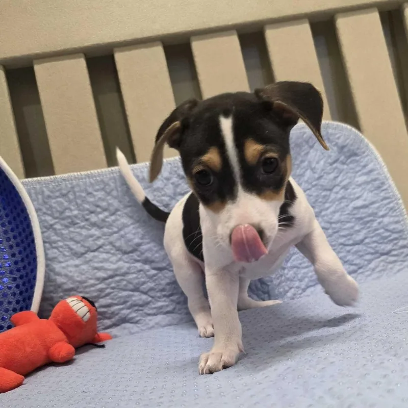A baby small-sized male Black Terrier dog named Dr. Doofenshmirtz for adoption in Beaumont, TX