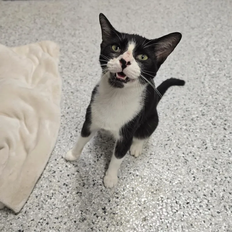 A young medium-sized male Black & White / Tuxedo Domestic Short Hair cat named Penelope for adoption in Mount Carmel, IL