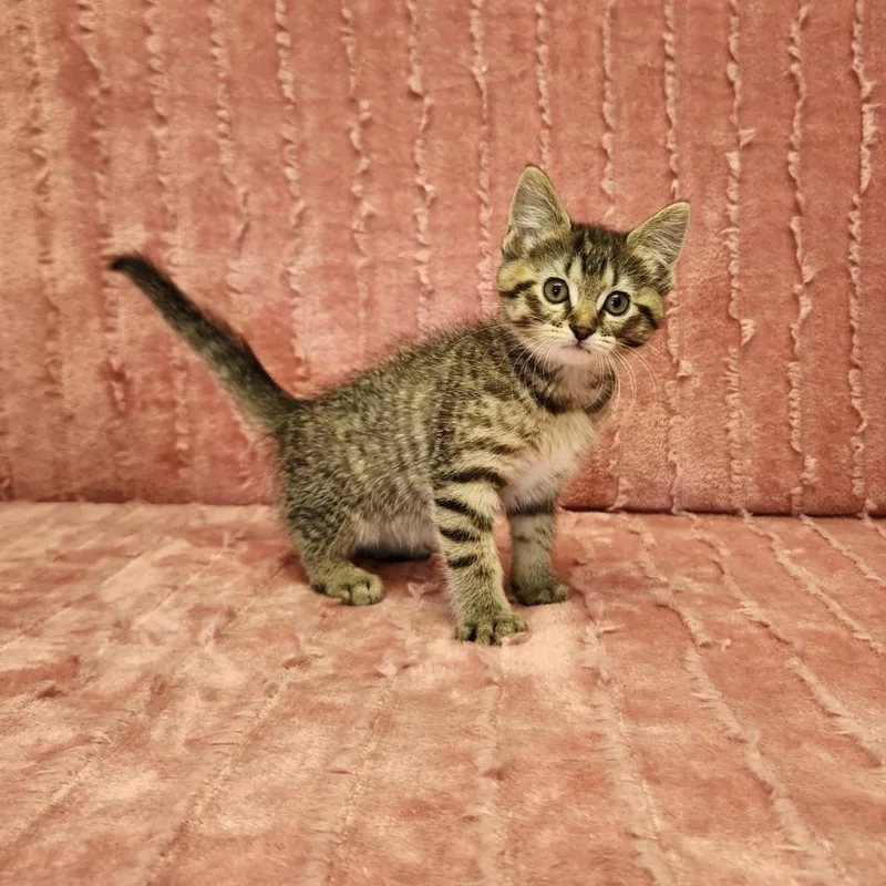 A baby medium-sized female Tabby (Brown / Chocolate) Domestic Medium Hair cat named Queenie for adoption in Benld, IL
