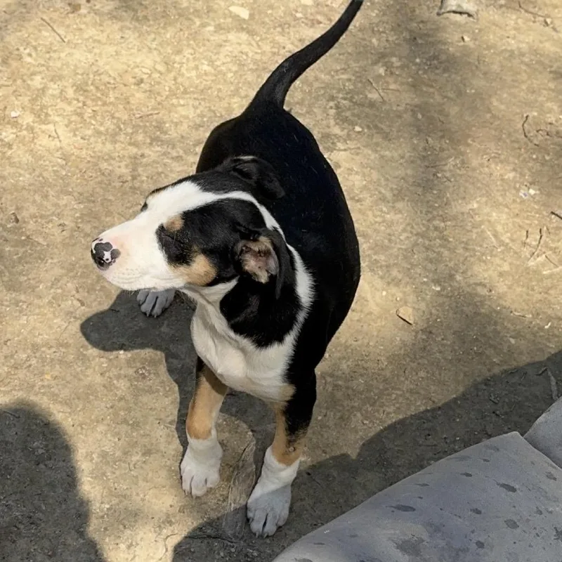 A baby medium-sized female Black Pit Bull Terrier dog named Tressa for adoption in Centerville, TN