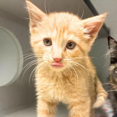 A baby small-sized male Domestic Short Hair cat named Cheddar for adoption in Aurora, CO