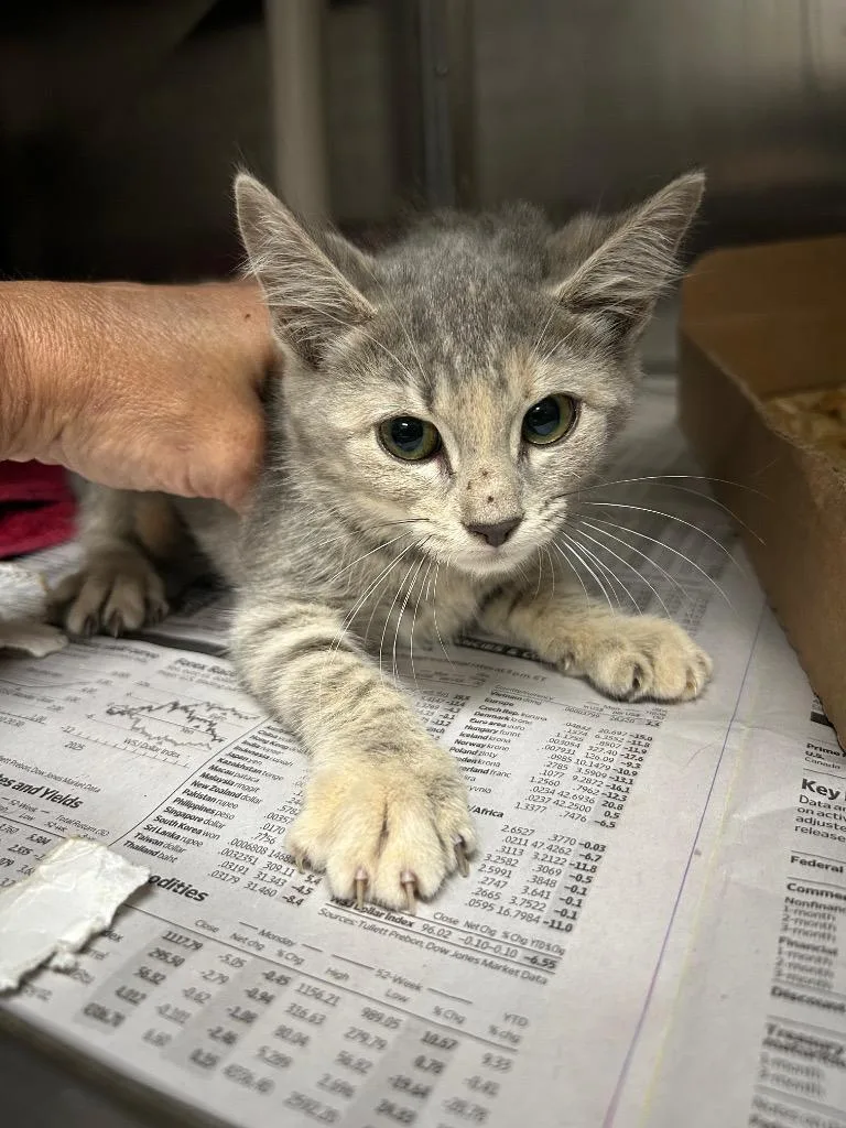 A baby large-sized female Domestic Short Hair cat named Felicia for adoption in Chickamauga , GA