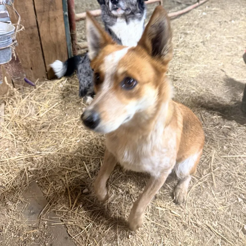 Mrs Beasley thumbnail 4