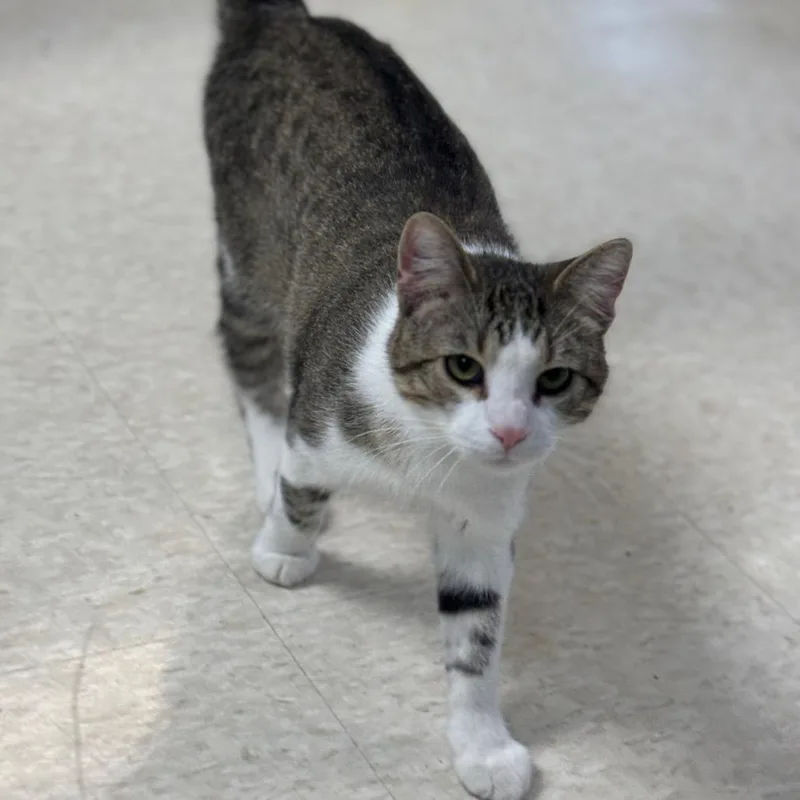 An adult small-sized male Brown / Chocolate Domestic Short Hair cat named Herman for adoption in Milford, IA