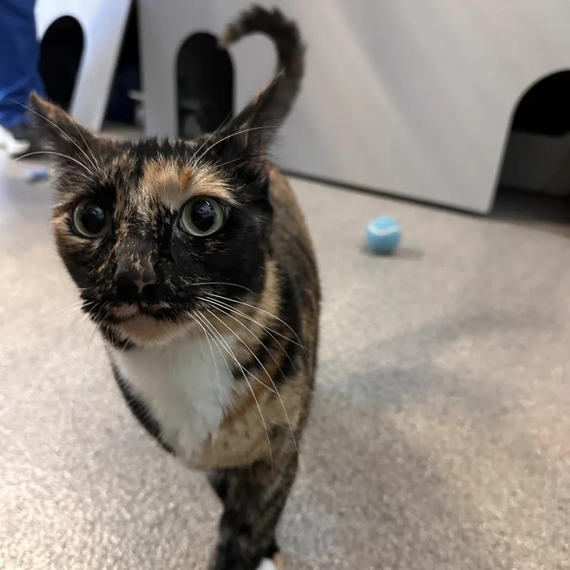 An adult large-sized female Tortoiseshell Domestic Short Hair cat named Tana for adoption in Sarasota, FL