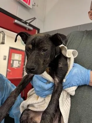 A baby medium-sized male Mixed Breed dog named Chocolate Chip for adoption in West Chester, PA