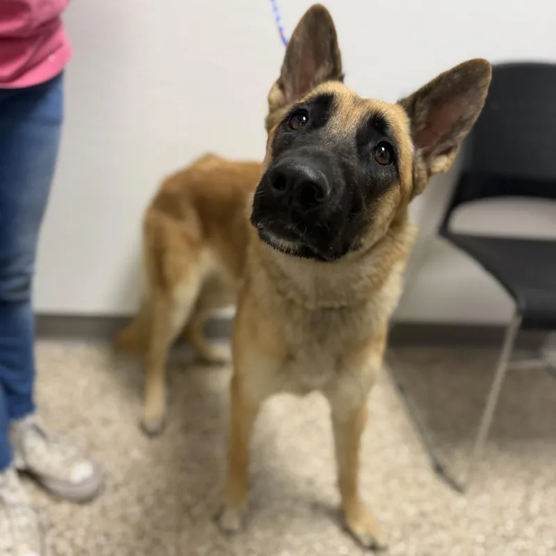 A young large-sized female Yellow / Tan / Blond / Fawn Shepherd dog named Ginger for adoption in Bullhead City, AZ