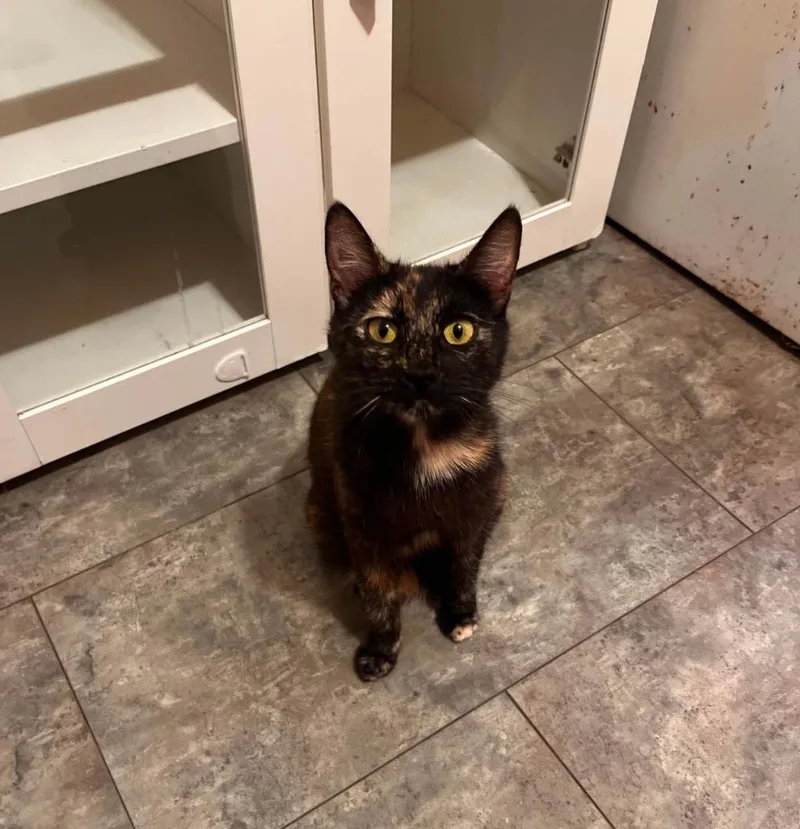 A baby medium-sized female Domestic Short Hair cat named Princesa for adoption in Pomona, NY