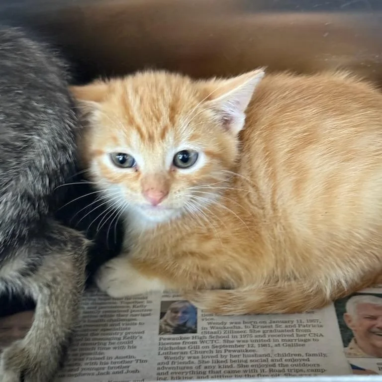 A baby small-sized female Orange / Red Domestic Short Hair cat named Jess for adoption in Waukesha, WI