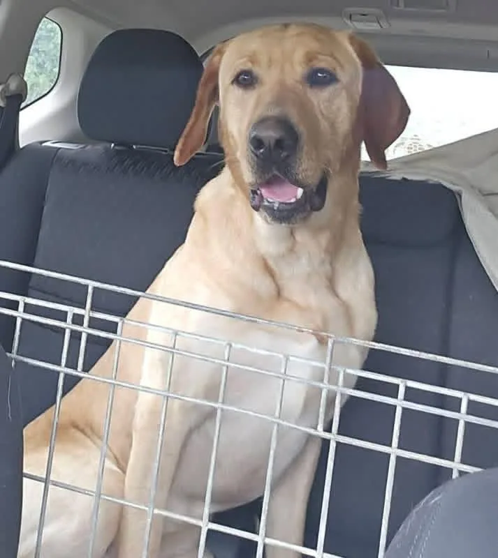 An adult large-sized male Yellow / Tan / Blond / Fawn Labrador Retriever dog named Abel for adoption in Elkton, MD