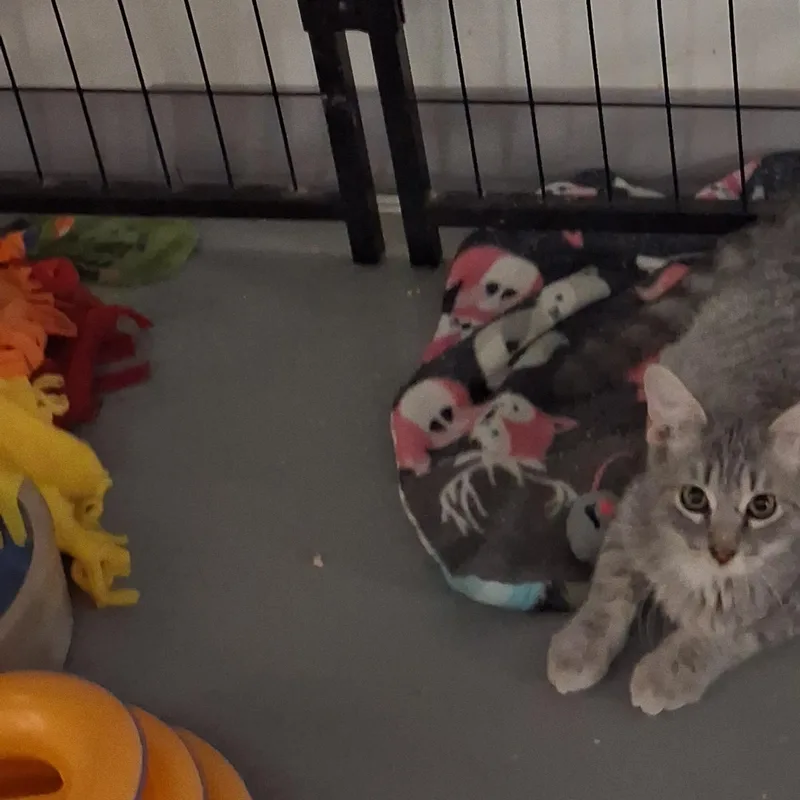 A baby medium-sized male Gray / Blue / Silver Domestic Short Hair cat named Cashew for adoption in Iowa Falls, IA