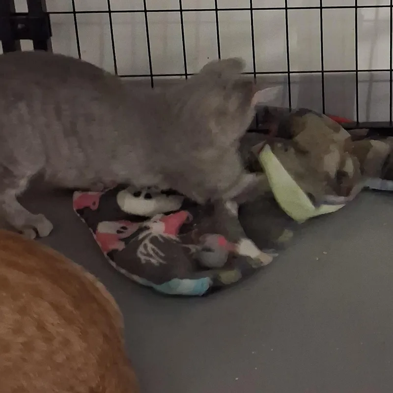 Cashew thumbnail 3