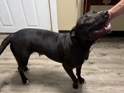 An adult extra large-sized female Mastiff dog named Glitter Dumpling for adoption in Brookhaven, MS