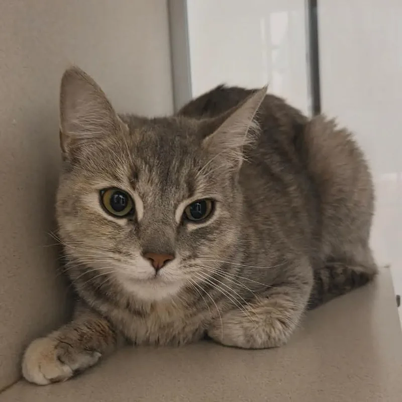 Lily thumbnail 3