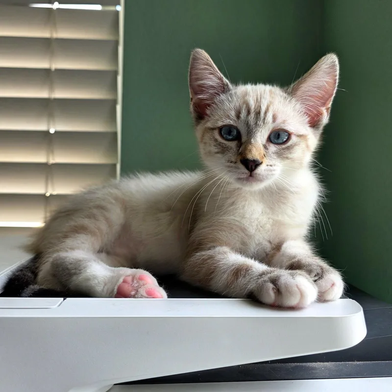 A baby small-sized male Domestic Short Hair cat named Aladdin for adoption in Mission Viejo, CA