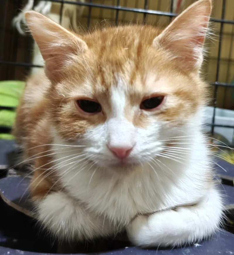 A young medium-sized male Domestic Short Hair cat named Reshaye for adoption in Phoenix, AZ