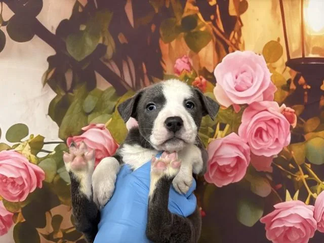 A baby small-sized female Pit Bull Terrier dog named A for adoption in San Bernardino, CA