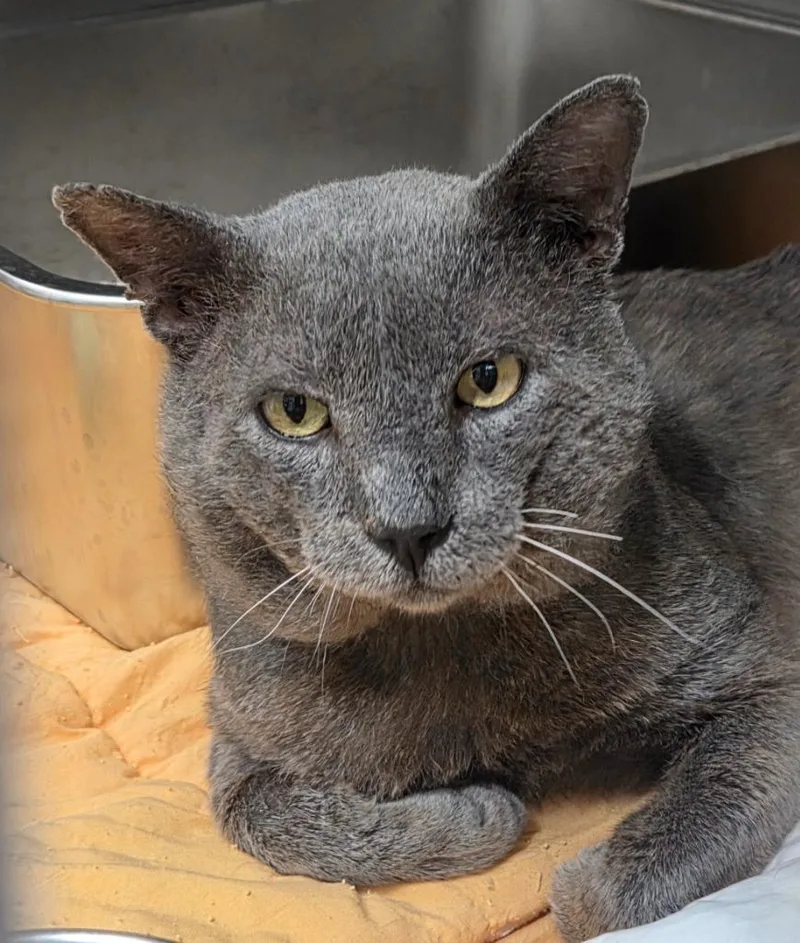 An adult medium-sized male Domestic Short Hair cat named Maluma AHS for adoption in Peoria, AZ