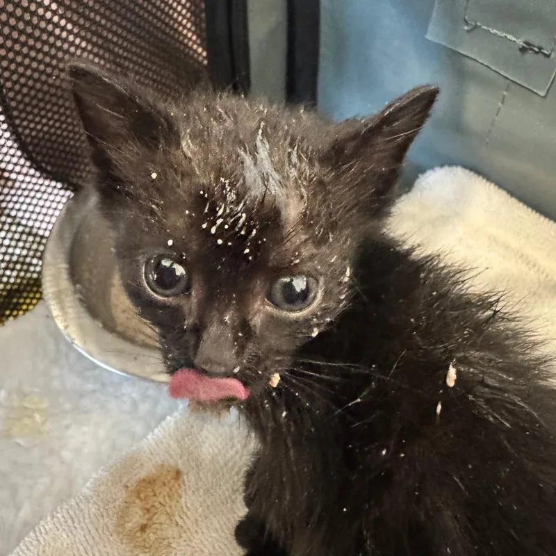 A baby small-sized male Domestic Short Hair cat named Pico for adoption in Cumming, GA