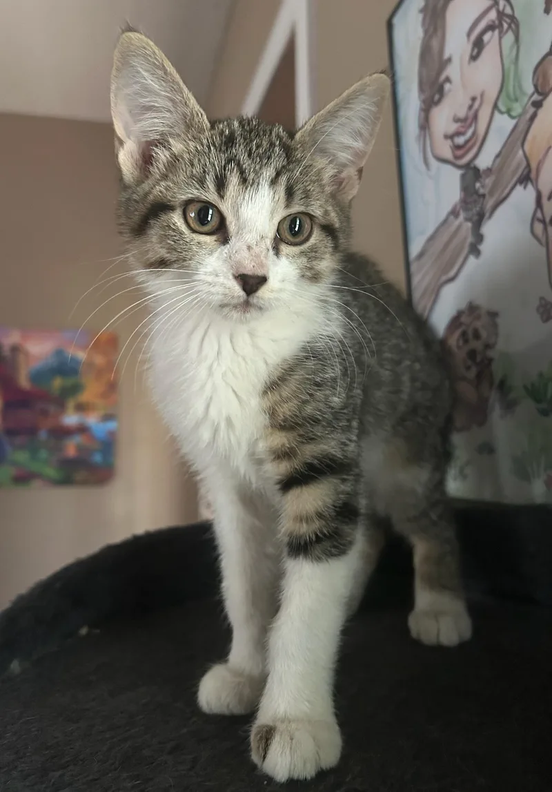 A baby medium-sized female Tabby (Gray / Blue / Silver) Domestic Medium Hair cat named Loretta for adoption in Calera, AL
