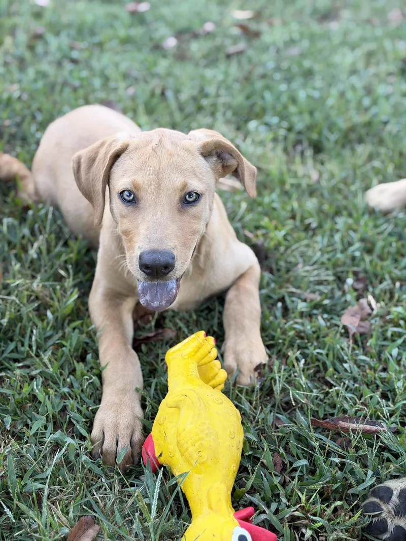 A baby medium-sized female Labrador Retriever dog named Savanna for adoption in Pembroke, MA