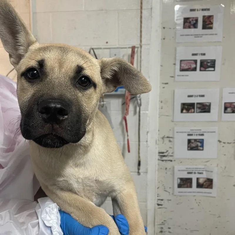 A baby small-sized female Yellow / Tan / Blond / Fawn Shepherd dog named Chrissy for adoption in Edinburg, TX
