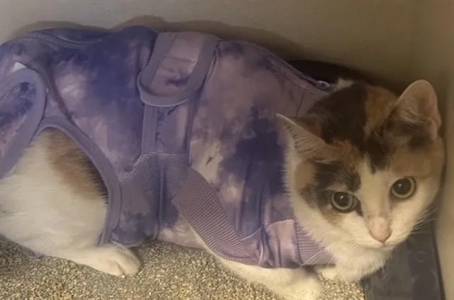 A young medium-sized female Domestic Short Hair cat named Betty for adoption in Forney, TX