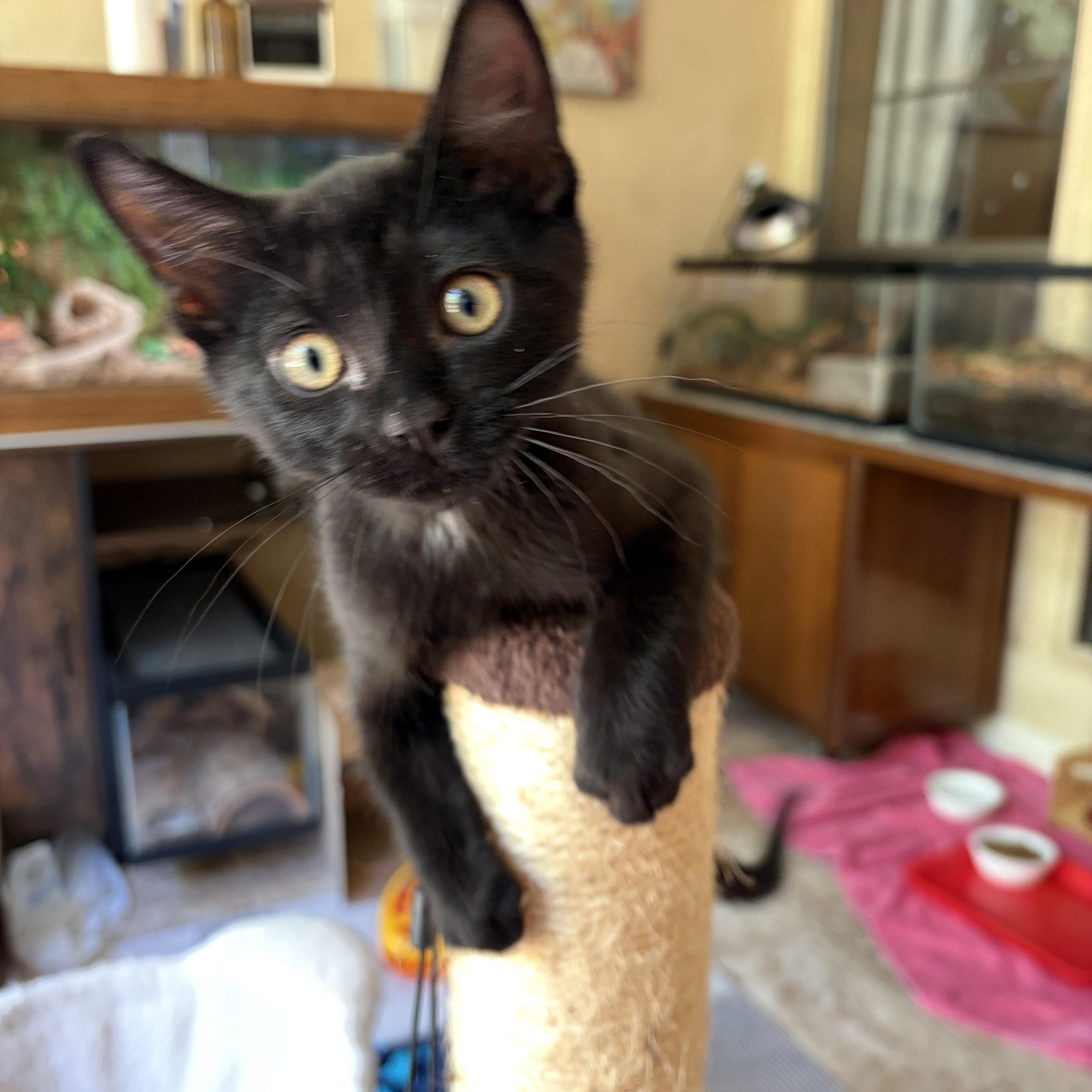 A baby medium-sized male Black Domestic Short Hair cat named Loni for adoption in Coppell, TX