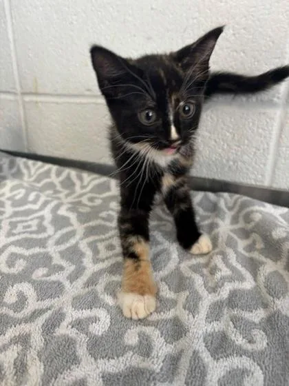 A baby small-sized female Domestic Short Hair cat named AbbieBella Jean for adoption in Port Allen, LA