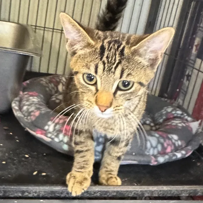 A baby medium-sized female Domestic Short Hair cat named Mishka for adoption in Saginaw, MI