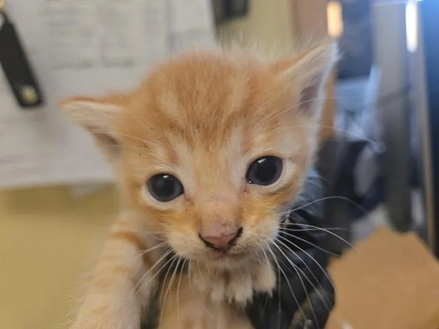 A baby small-sized male Domestic Short Hair cat named Apple Pie for adoption in Tustin, CA