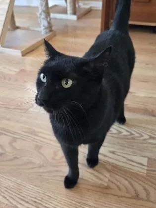 A young medium-sized female Domestic Short Hair cat named Iris for adoption in River Ridge, LA