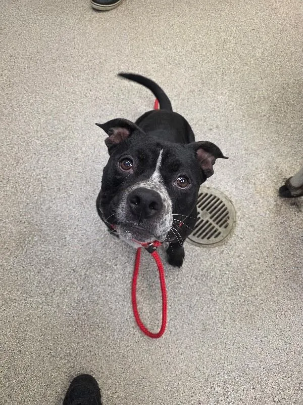 An adult medium-sized male Black American Bulldog dog named Brantley for adoption in Disputanta, VA