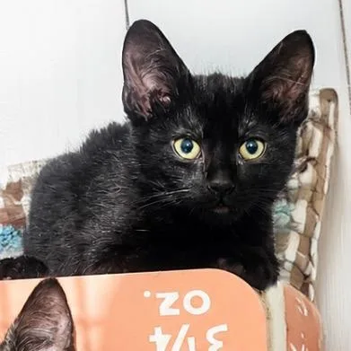 A baby small-sized female Black Domestic Short Hair cat named Jade for adoption in Long Beach, CA