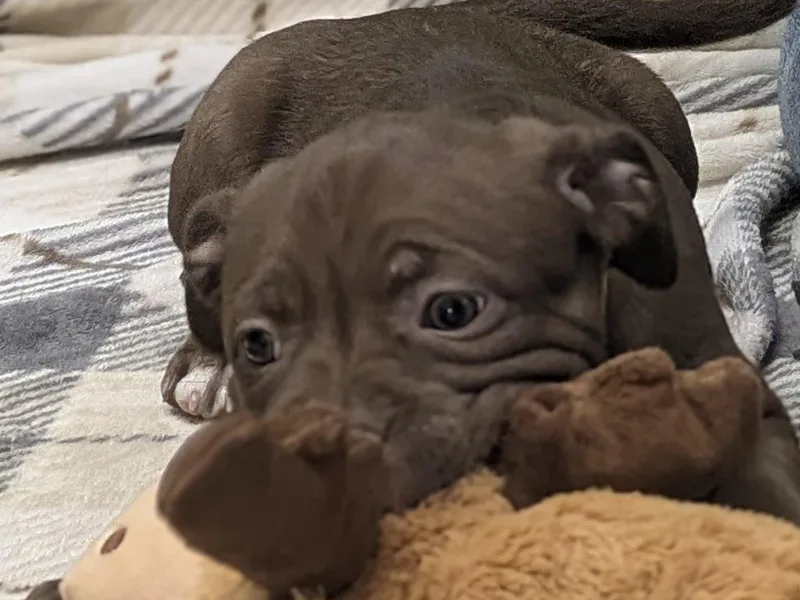 Maddalena thumbnail 2