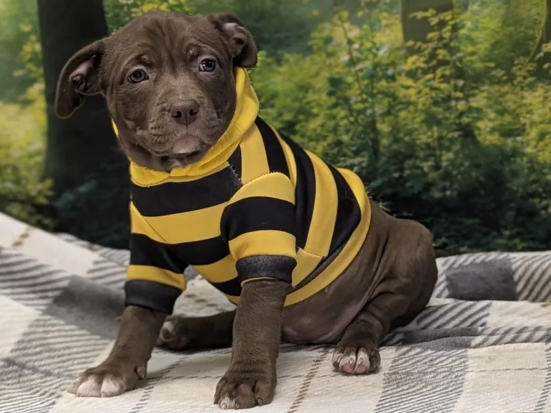 Maddalena thumbnail 3