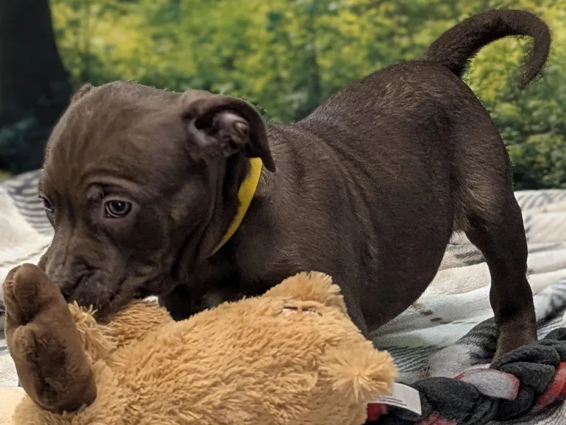 Maddalena thumbnail 4