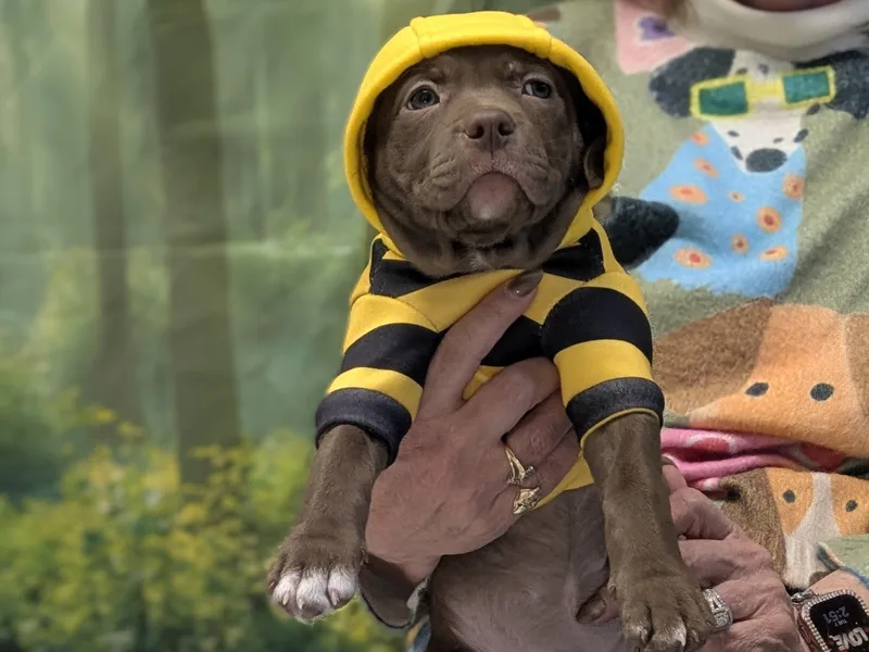 Maddalena thumbnail 5