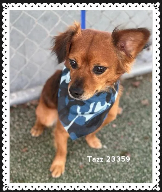 An adult small-sized male Brown / Chocolate Chihuahua dog named Tazz for adoption in Marietta, GA
