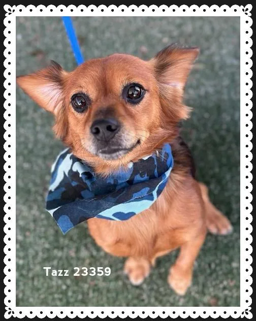 Tazz thumbnail 2