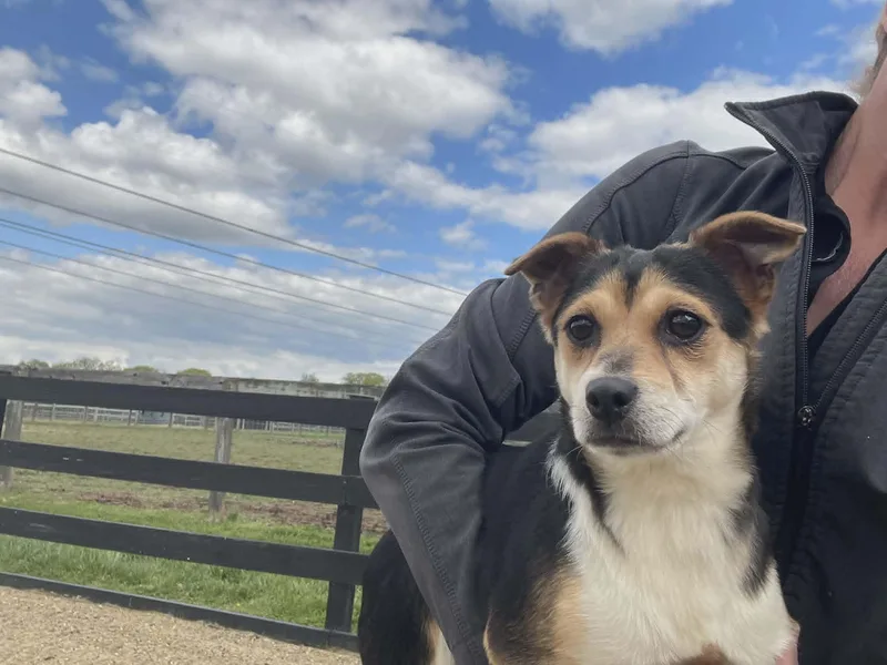 A young small-sized female Toy Fox Terrier dog named Monique for adoption in Havertown, PA